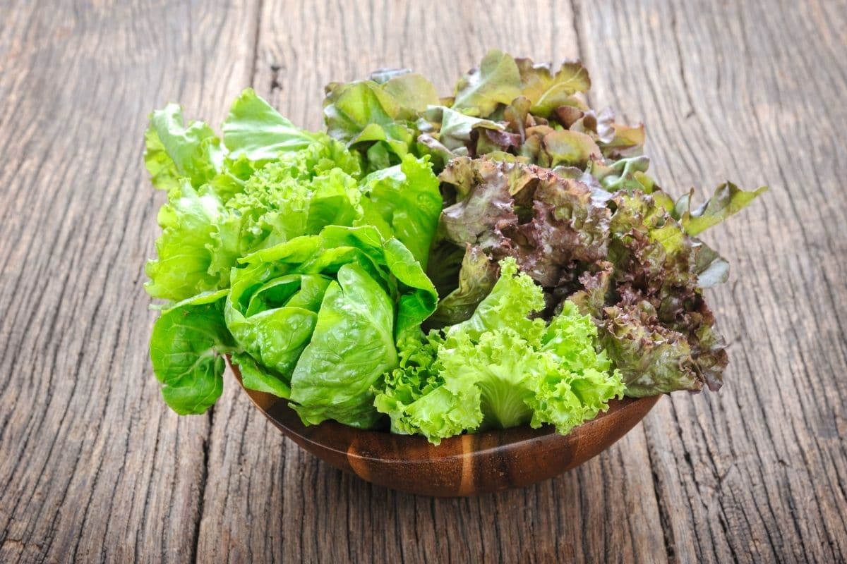 Can you microwave lettuce? Wooden bowl of fresh organic lettuce on wooden table.