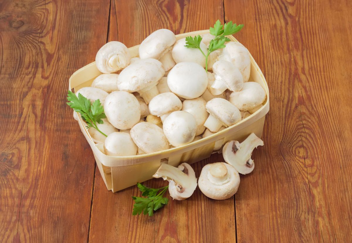 Basket full of fresh mushrooms with herbs on wooden table.