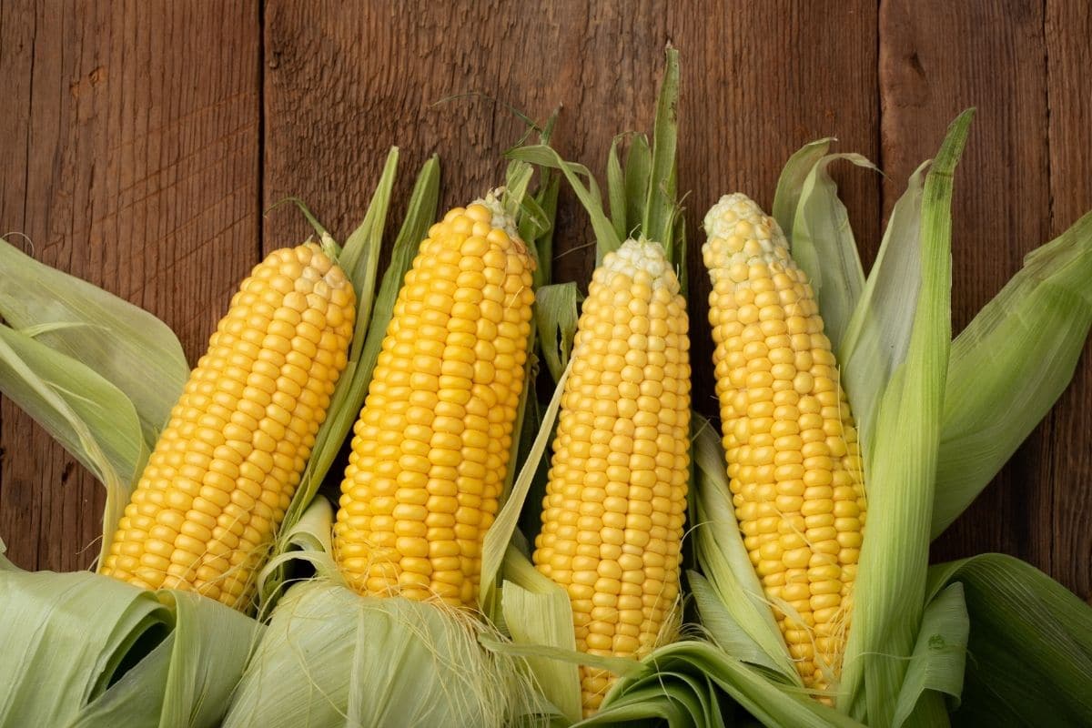 Fresh organic corn cobs on wooden table.