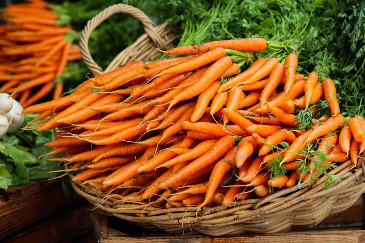 Basket full of fresh organic carrots.