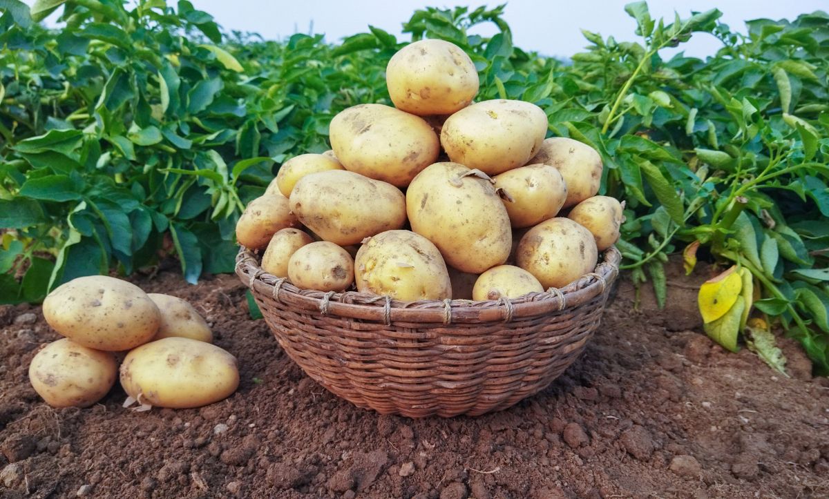 Basket full of fresh potatoes on field