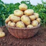 Basket full of fresh organic potatoes on field