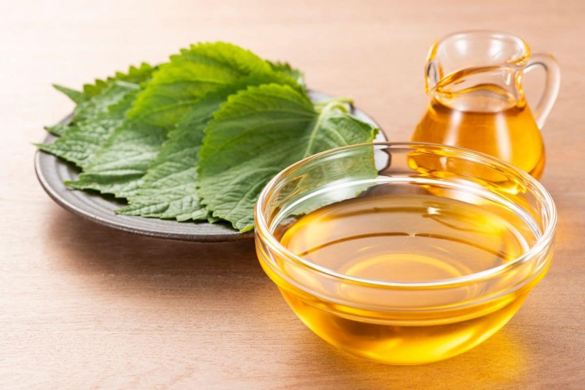 Vegetable oil in glass bowl and glass pitcher on table with green leaves on plate