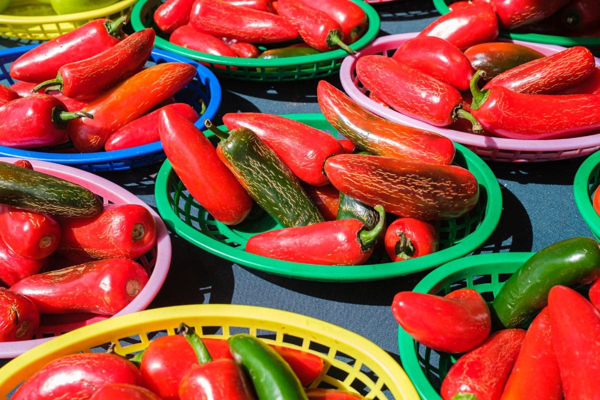 Baskets full of fresh red jalapeno peppers.