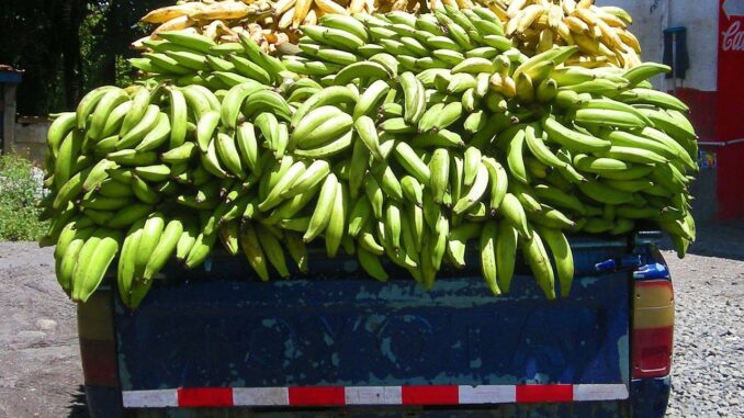 can you microwave plantains