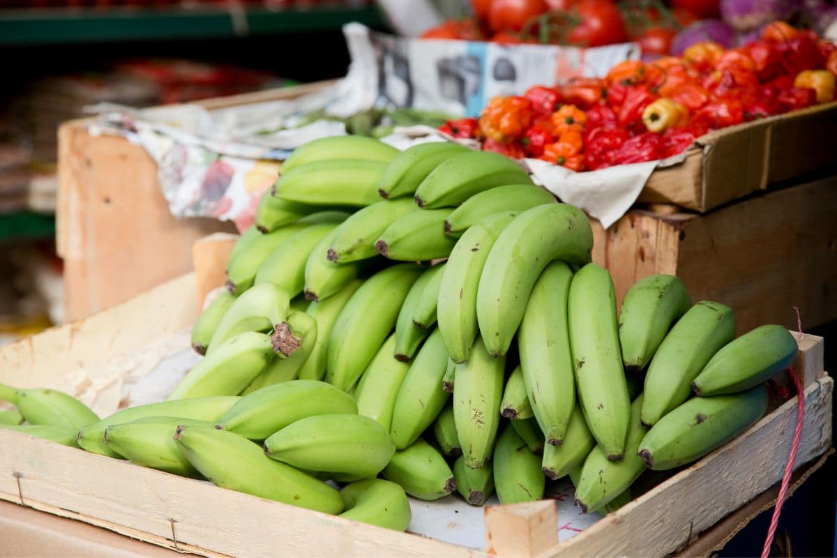 Bunch of unripe bananas in wooden crate