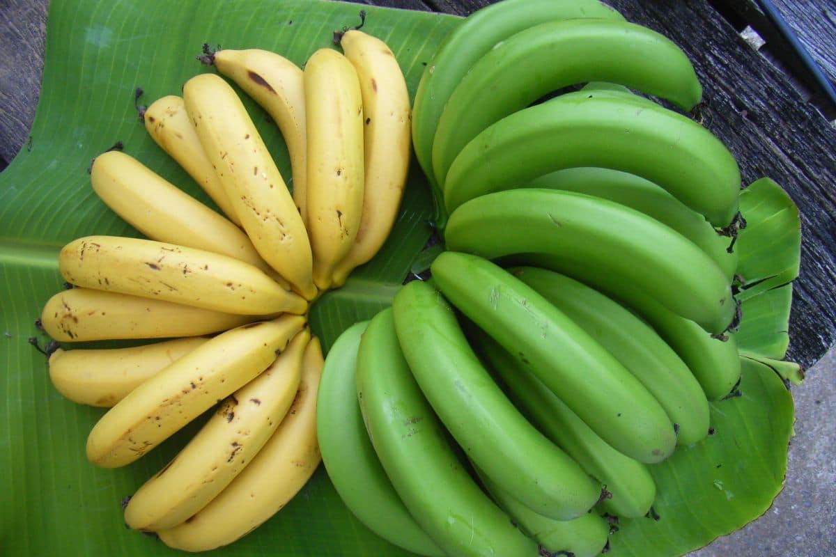 Bunch of ripe and unripe bananas on big green leave