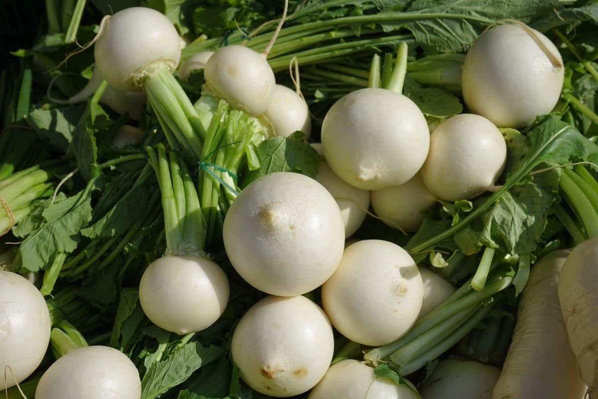 Bunch of white turnips