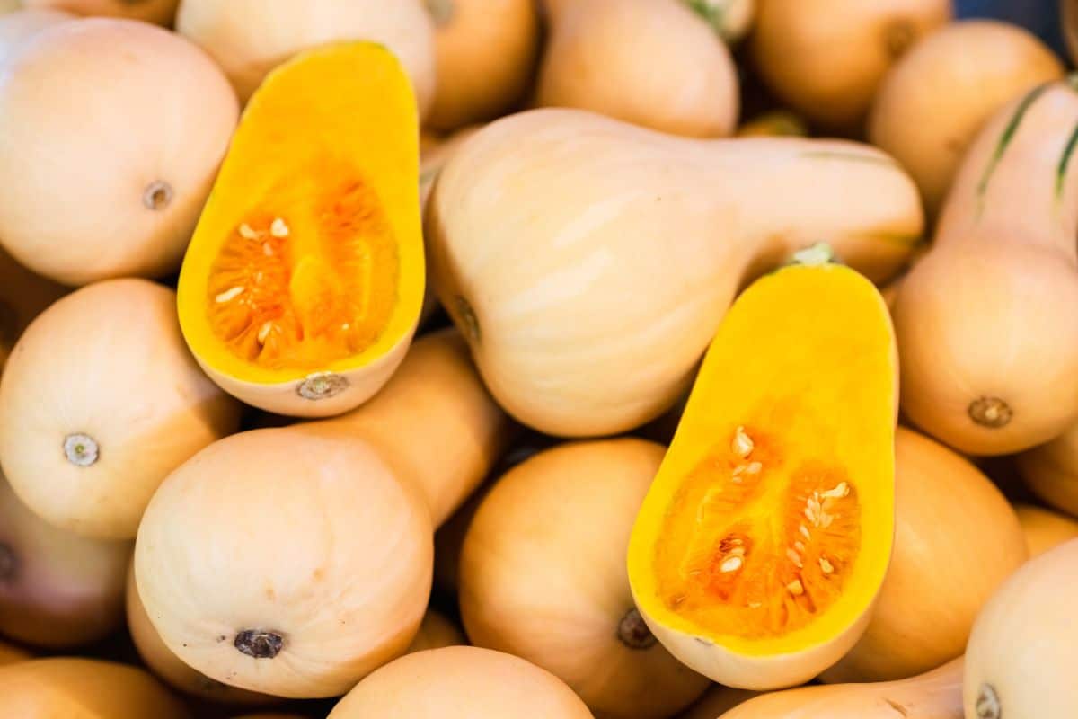 Bunch of butternut squashes.