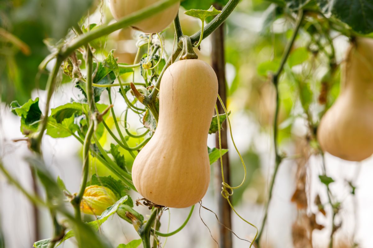 Ripe butternut squash handing on a plant.