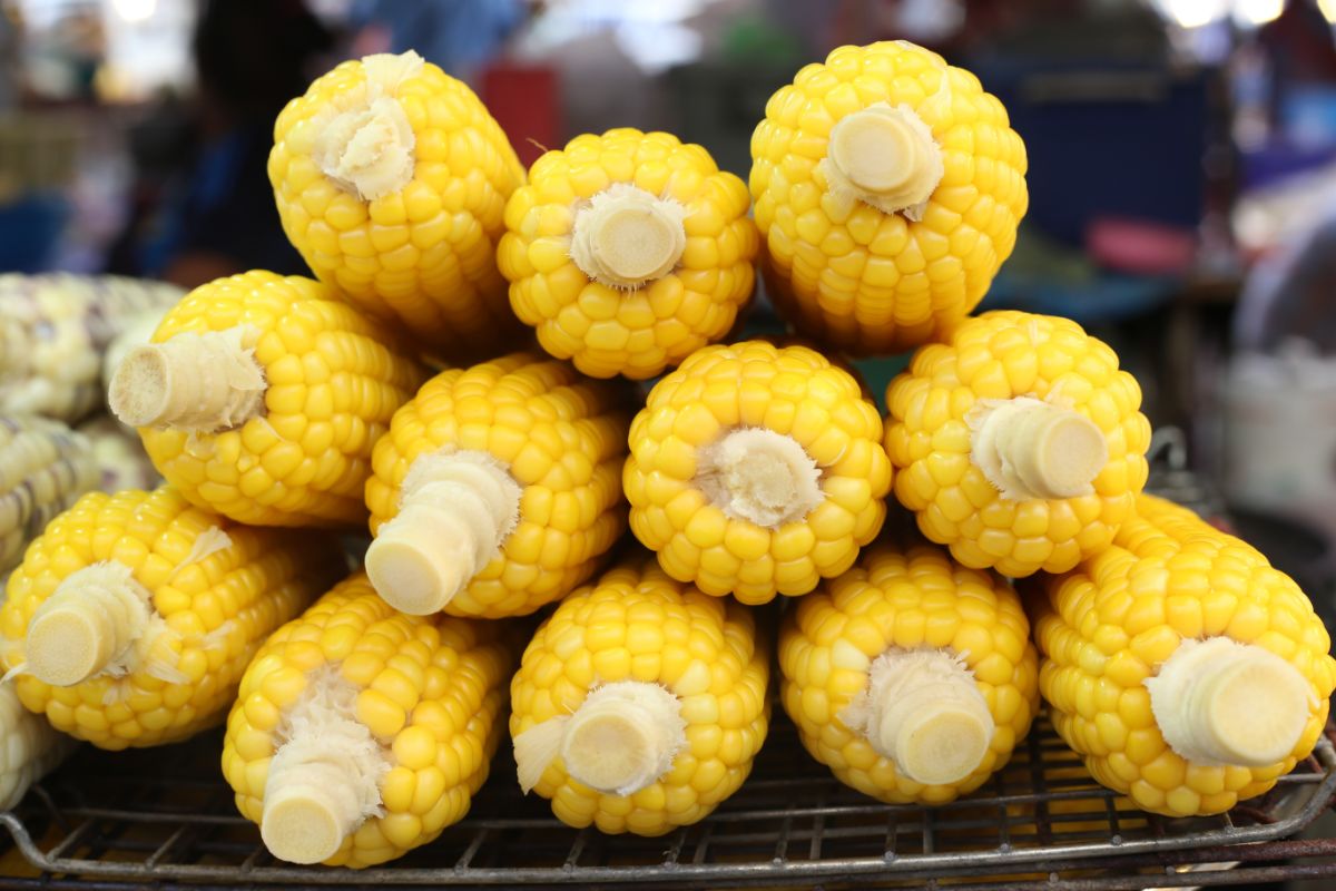 Stack of corn cobs without husk on a  rack.