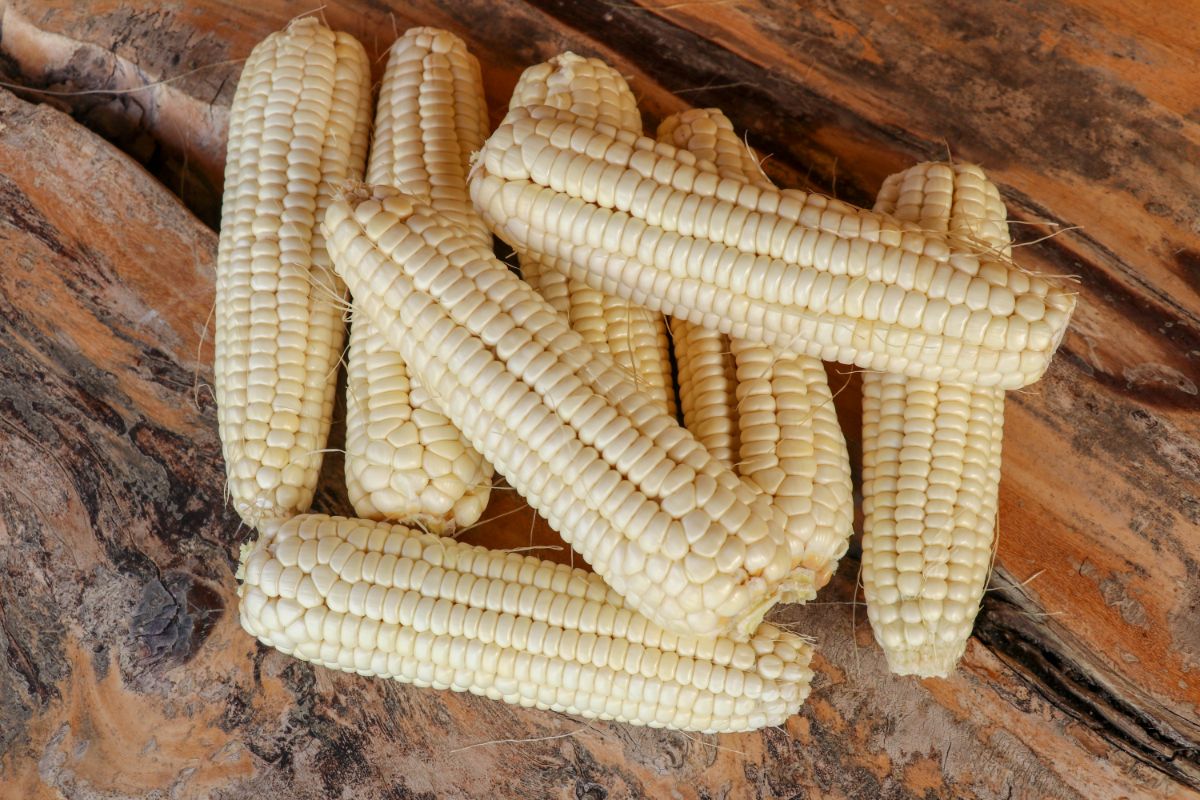 Cob corns without husk on a wooden table.