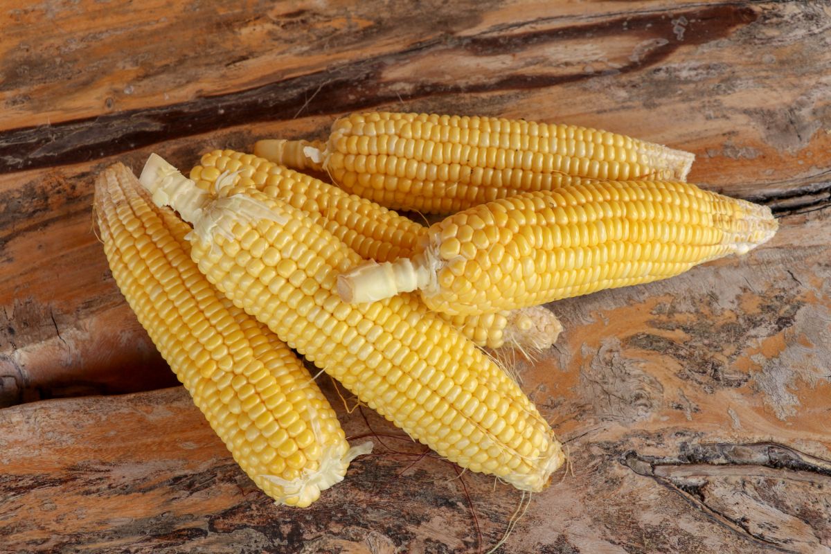 Corn cobs without husk on  a wooden table.