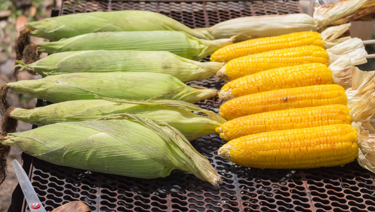 Bunch of corn cobs with and without husk on a rack.