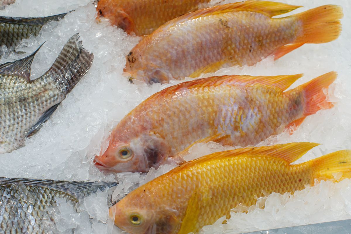 A bunch of frozen fish in ice.