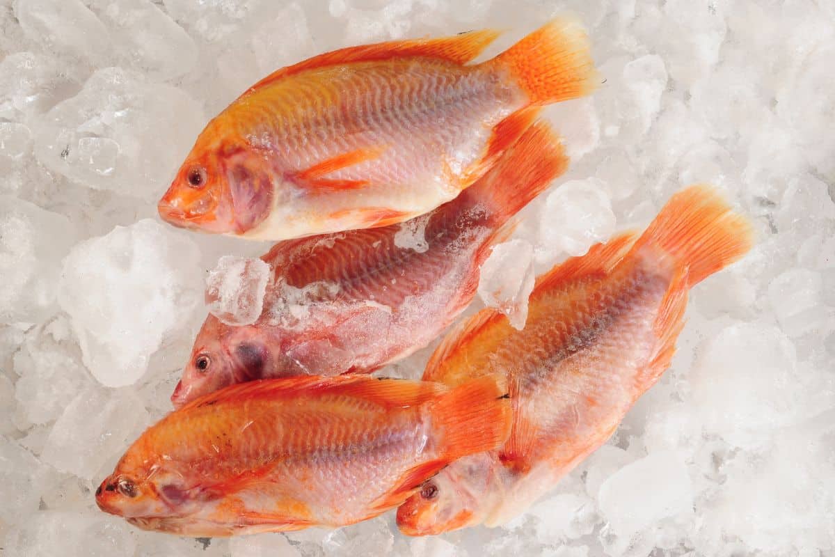 Four frozen red fish in ice.