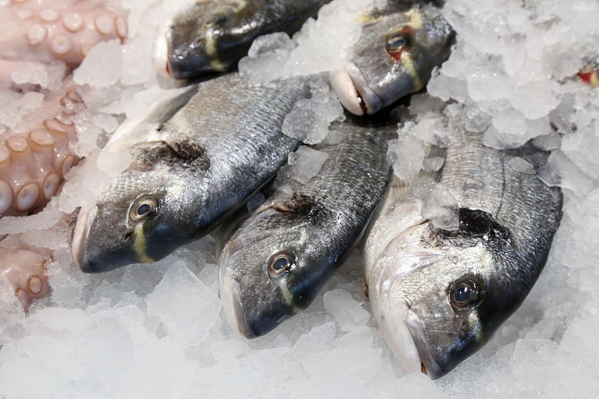 A bunch of frozen fish in ice.