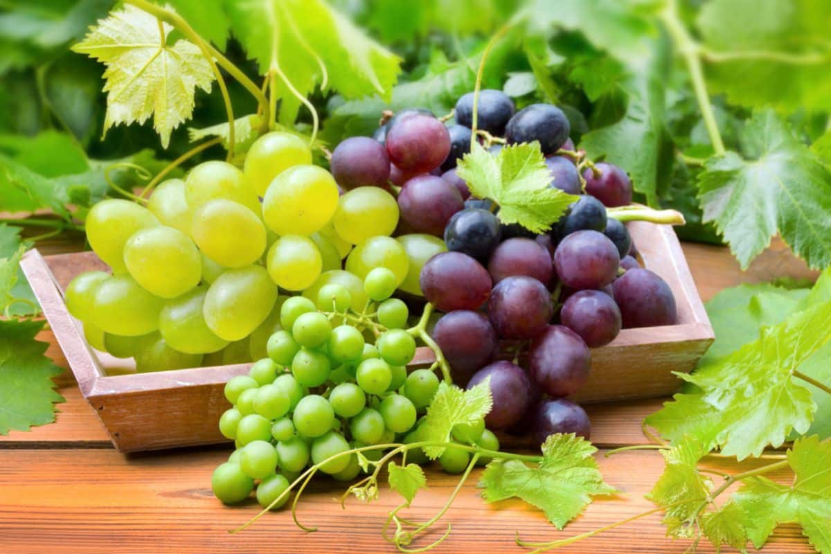 Different varieties of ripe grapes on a wooden board.